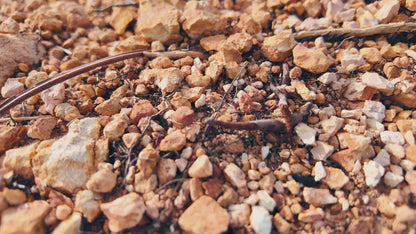 DIKAVEY 1/12 Scale RTR 4WD Metal Brushless RC  Buggy | BX12 （Red-Yellow）